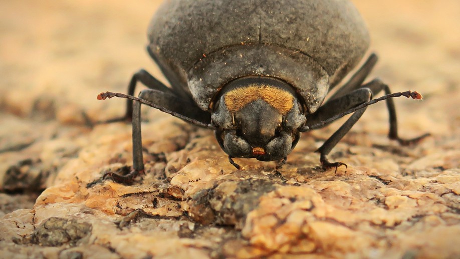 Conservation Photography